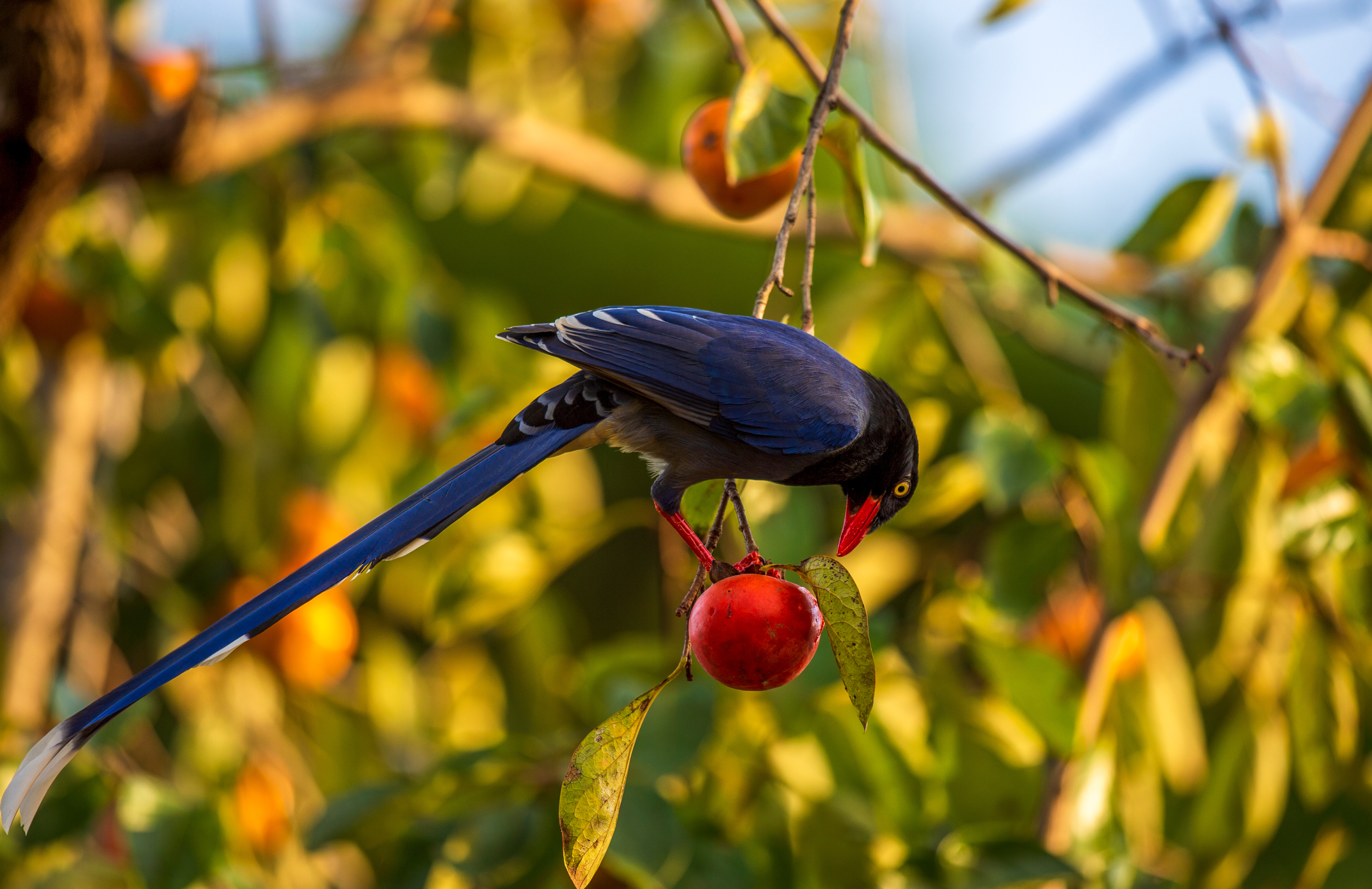 Nature's Nourishment